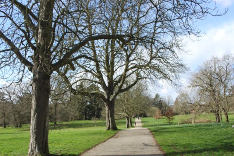 A photo of an avenue of trees in Christchurch Park during winter.