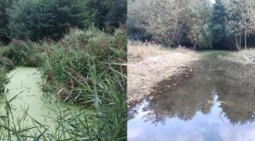 before and after images - duckweed treatment